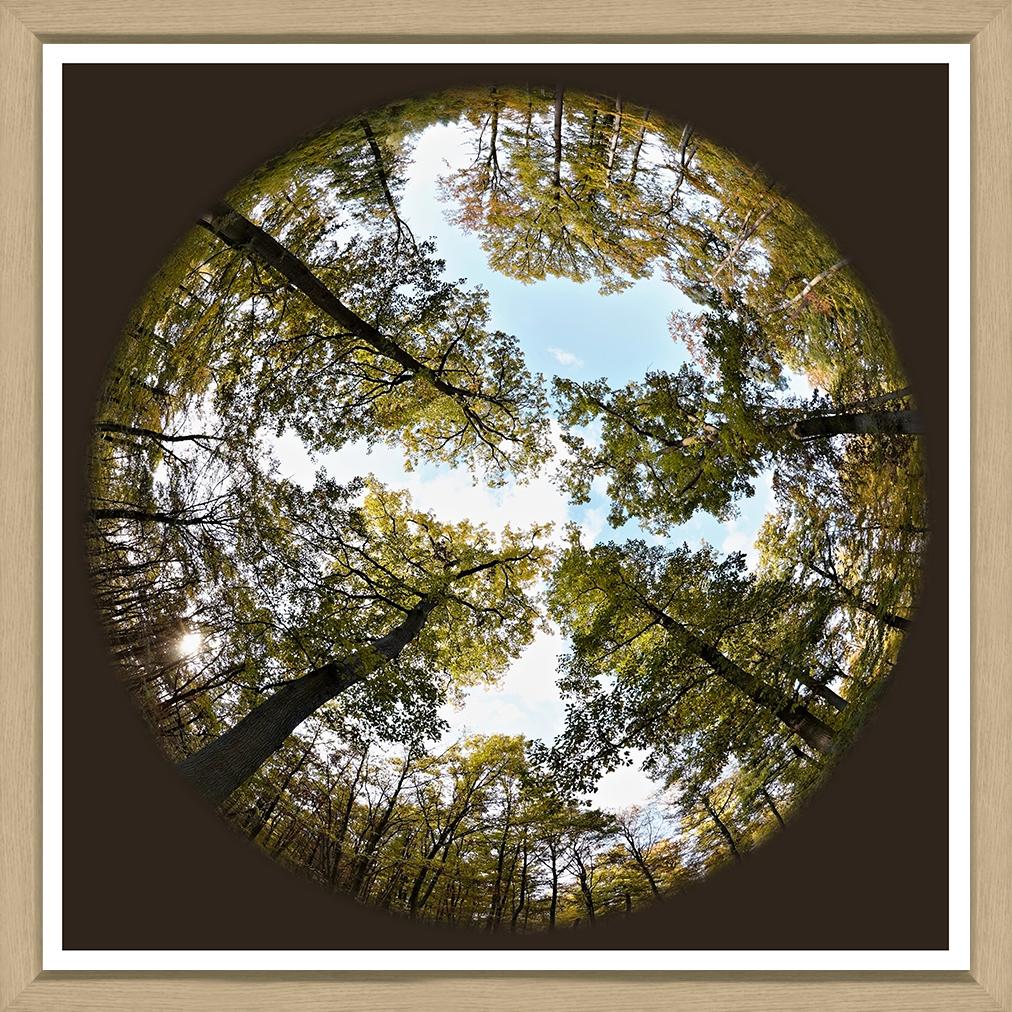 ART PHOTO FOREST CANOPY