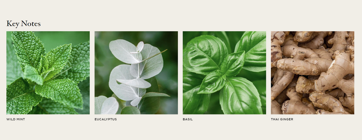 LIQUID SOAP WILD MINT & EUCALYPTUS #50477