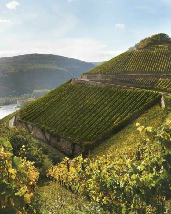 BOOK "SOMMELIER'S ATLAS OF TASTE" #70441