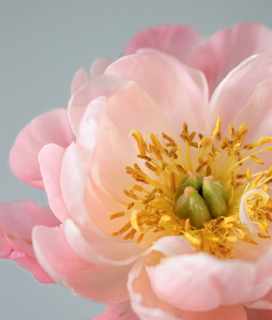 BOOK "A SWEET FLORAL LIFE" #70443