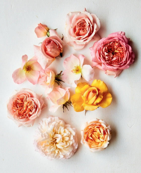 BOOK "COLOR OF ROSES" #70442