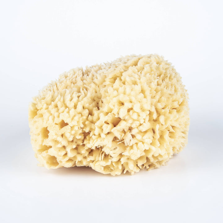 WOOL SEA SPONGE LARGE 5.5''