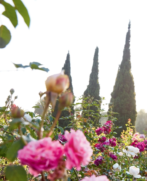 BOOK "COLOR OF ROSES" #70442