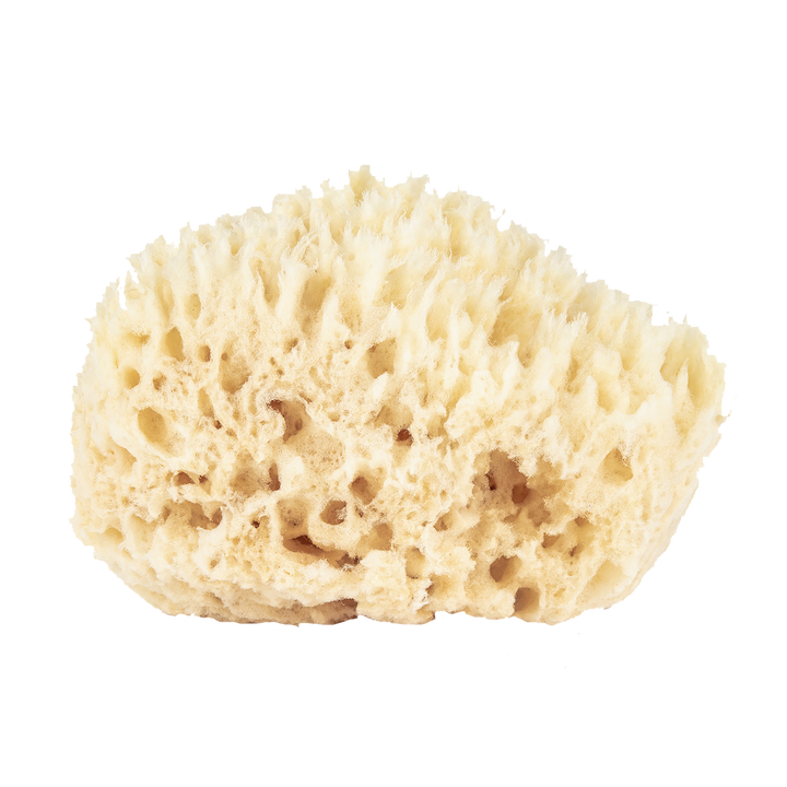 SPONGE WOOL BOXED SMALL #41542