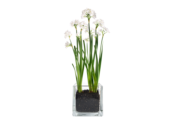 PAPERWHITES WINTER GARDEN