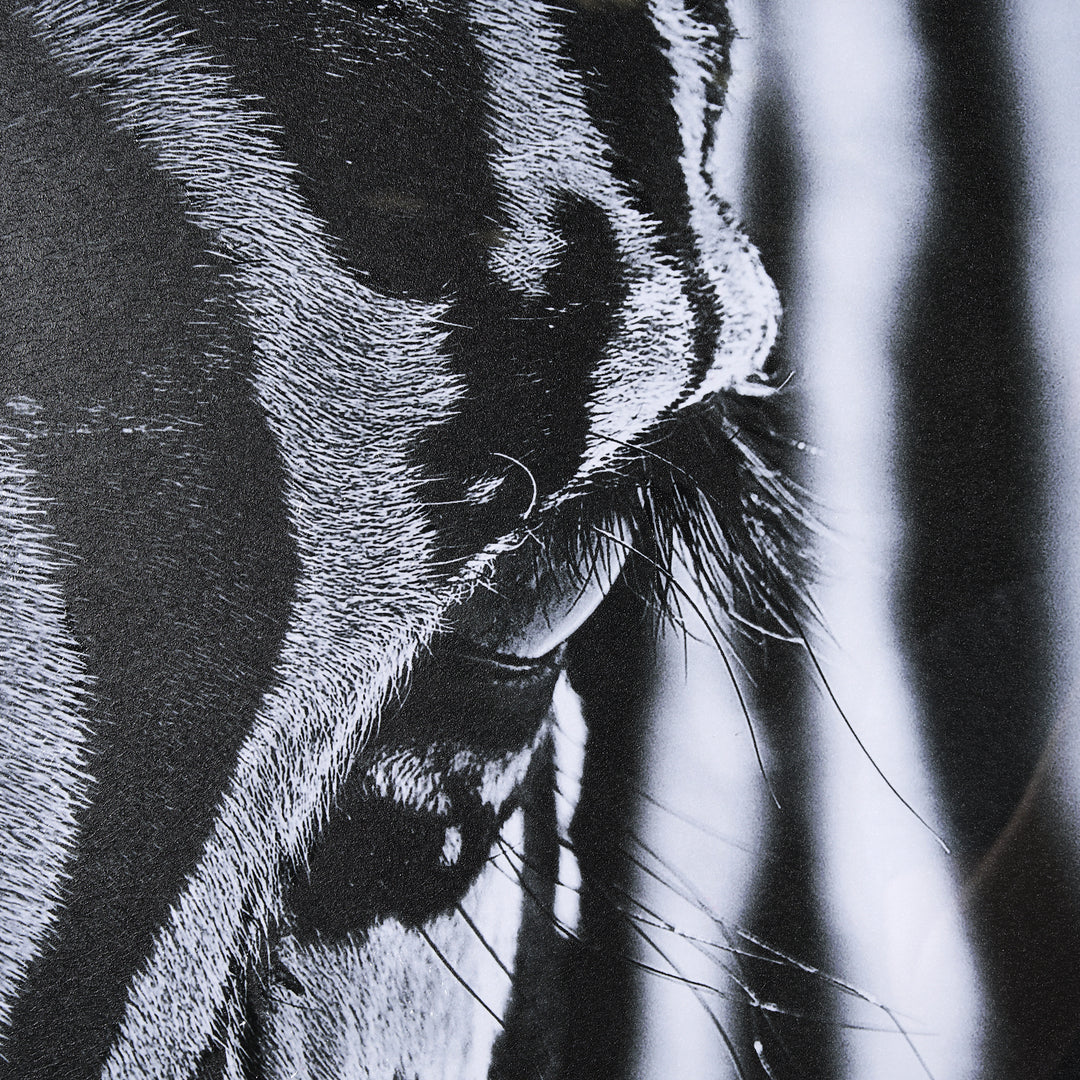 ART ZEBRA'S EYE #70377