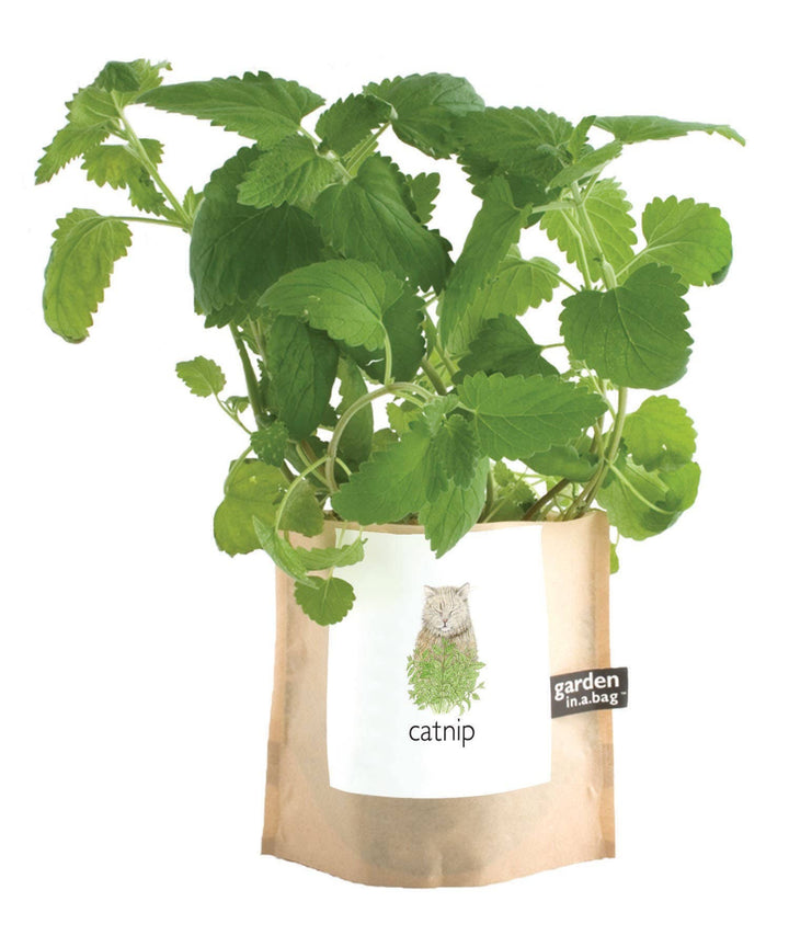 GARDEN IN A BAG CATNIP