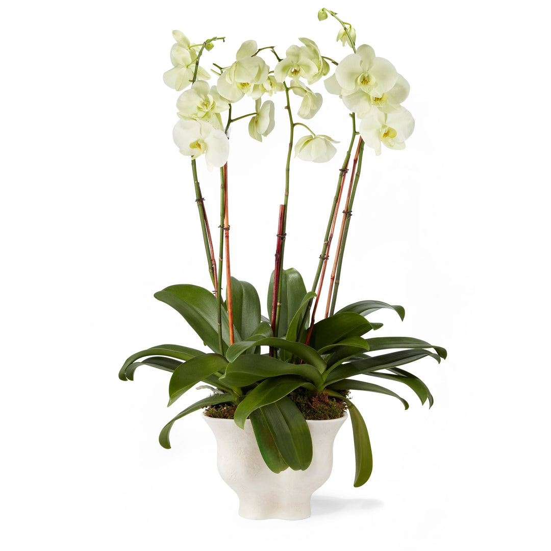 CACHEPOT CORVO #65655