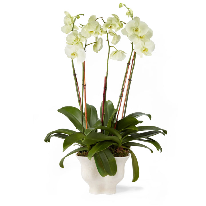 CACHEPOT CORVO #65655