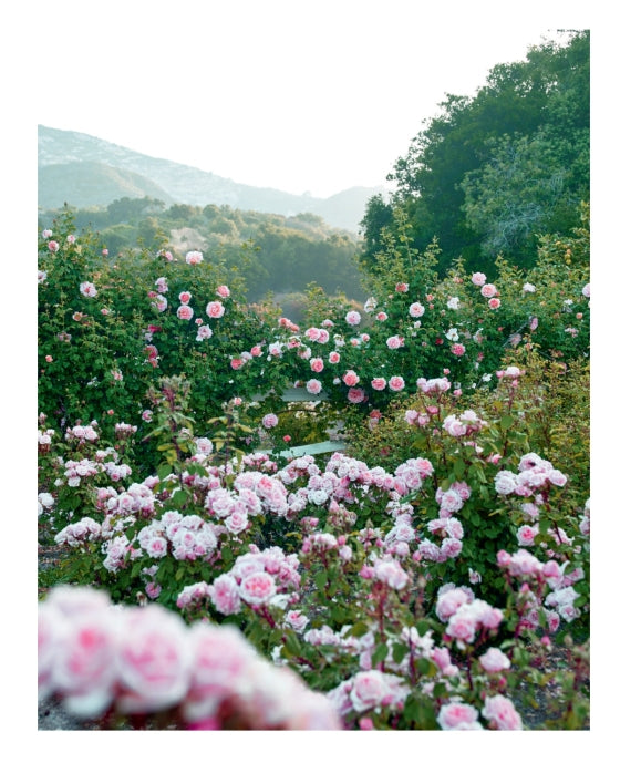 BOOK "COLOR OF ROSES" #70442