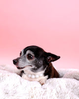 DOG COLLAR PEARL CLASSIC
