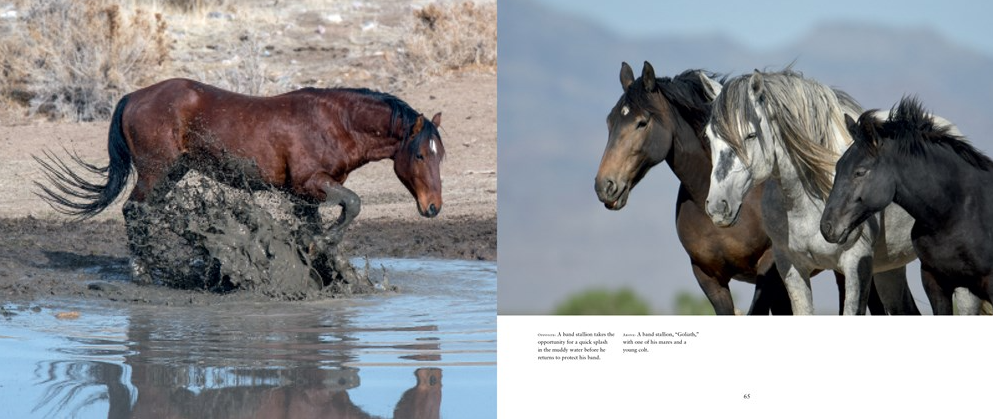 BOOK "WILD HORSES OF THE WEST"