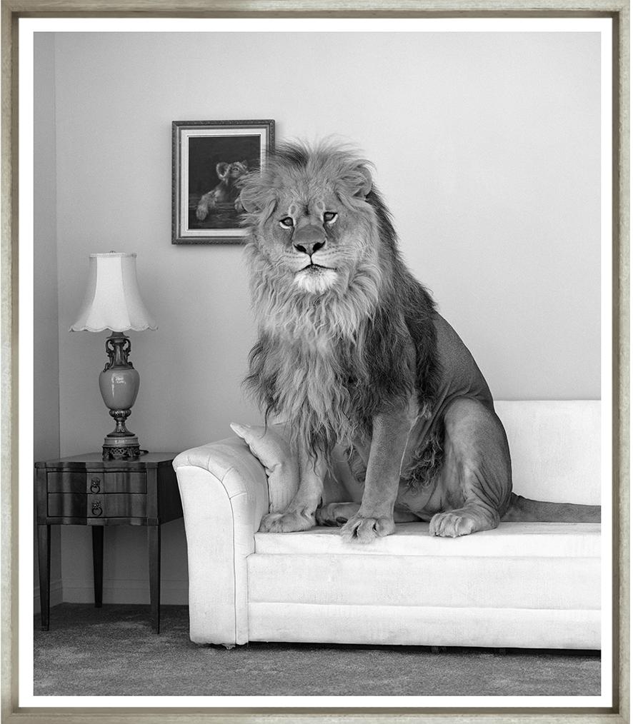 ART LION IN ROOM