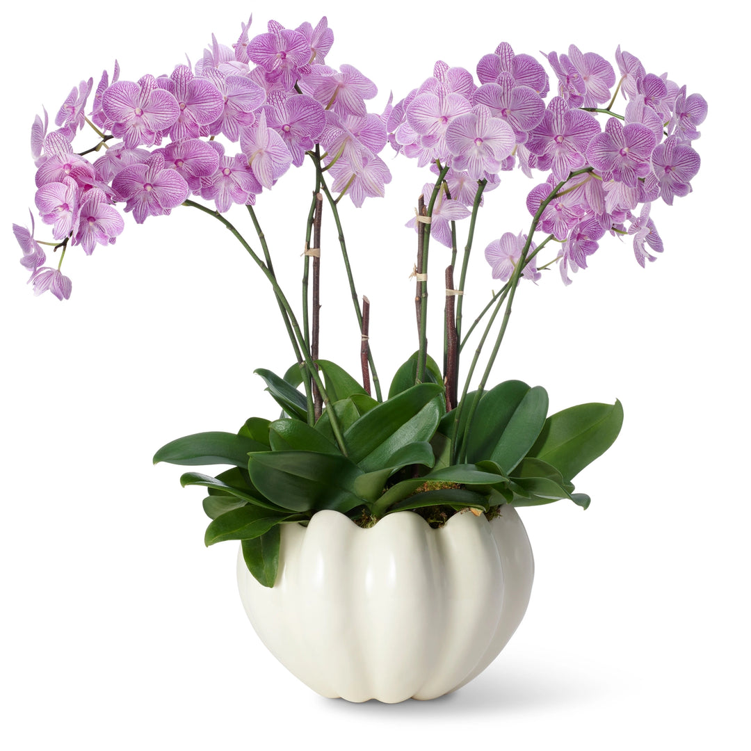 CACHEPOT MIRABELLE CREAM #73476