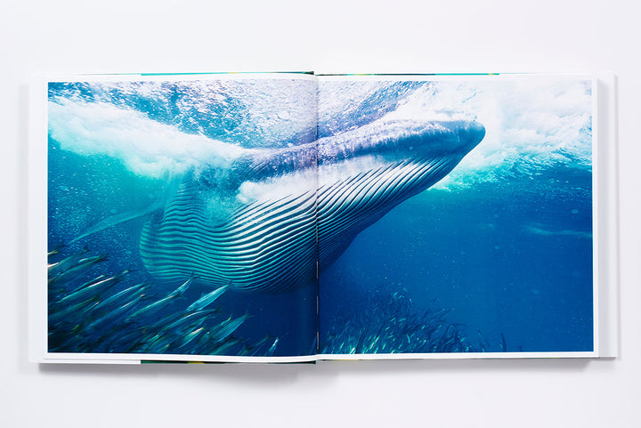 BOOK THE SEA