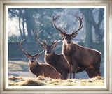 ART OH DEER