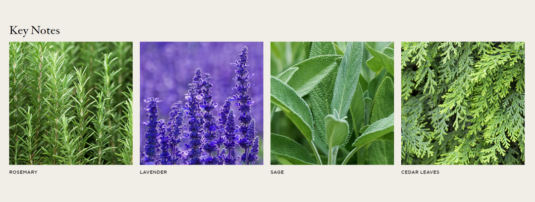 REED DIFFUSER CEDAR LEAF & LAVENDER #27499