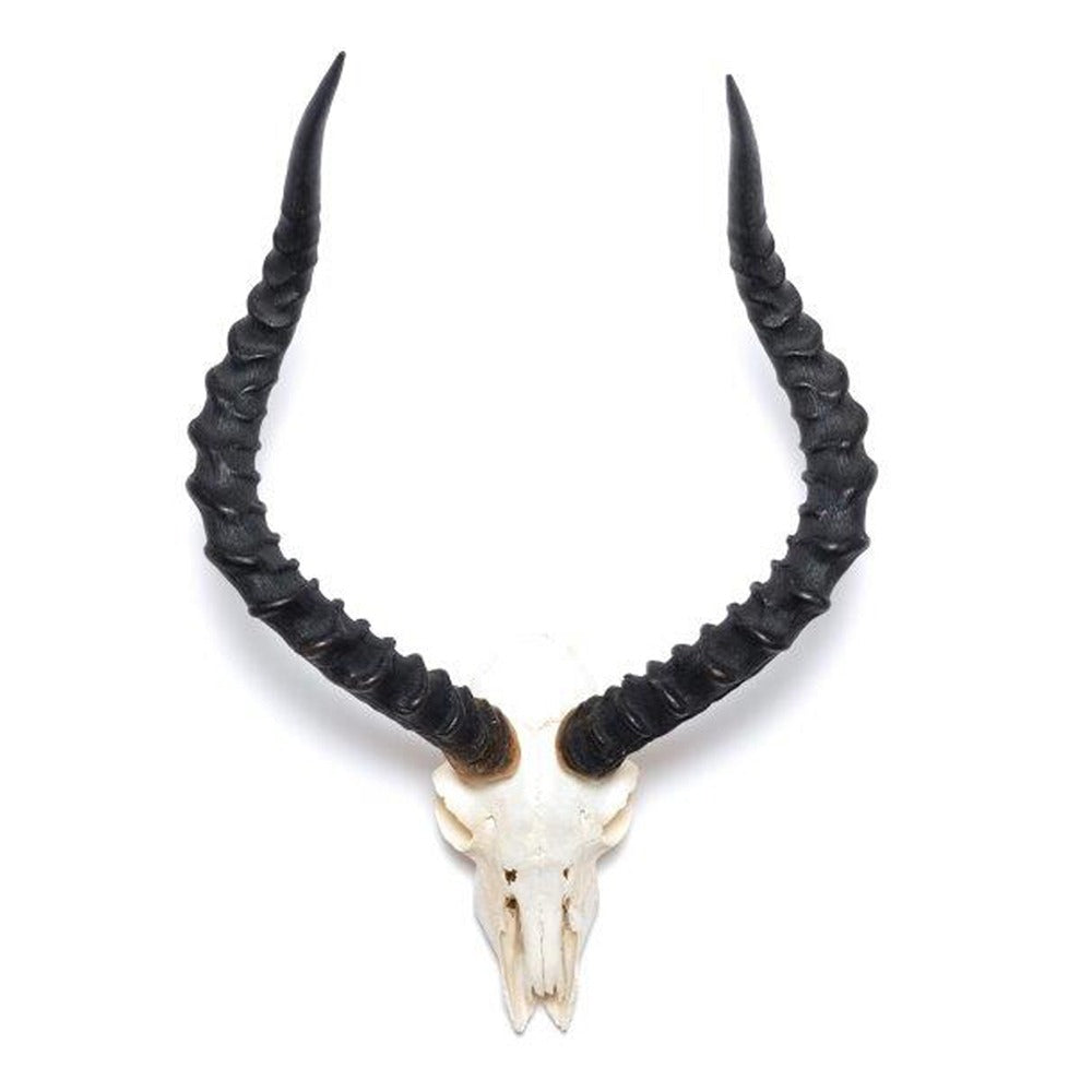 HORNS DARK FULL SCULL IMPALA