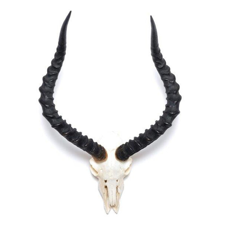 HORNS DARK FULL SCULL IMPALA