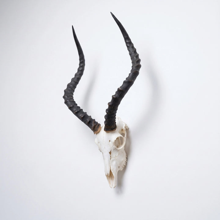 HORNS DARK FULL SCULL IMPALA