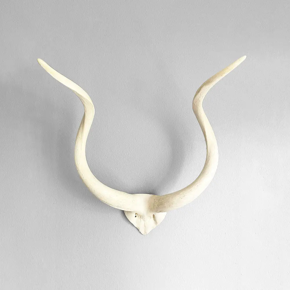HORNS WHITE V SKULL INNER KUDU MEDIUM