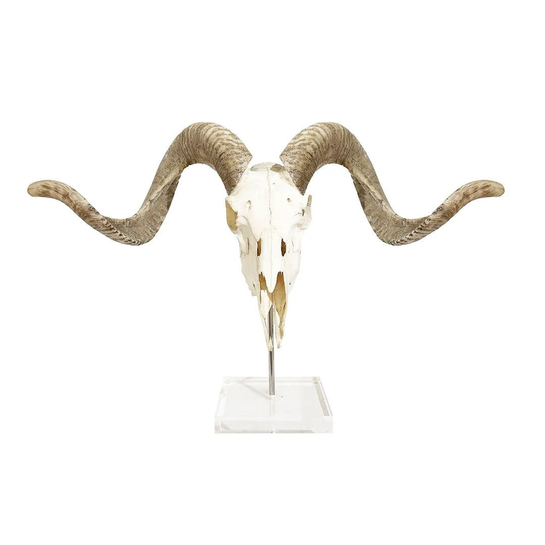 SKULL ON LUCITE MERINO RAM