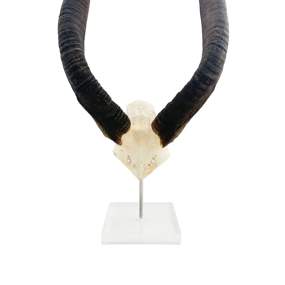 HORN ON LUCITE STAND AFRICAN NYALA
