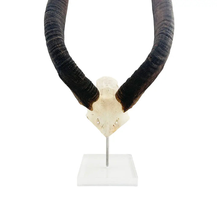 HORN ON LUCITE STAND AFRICAN NYALA