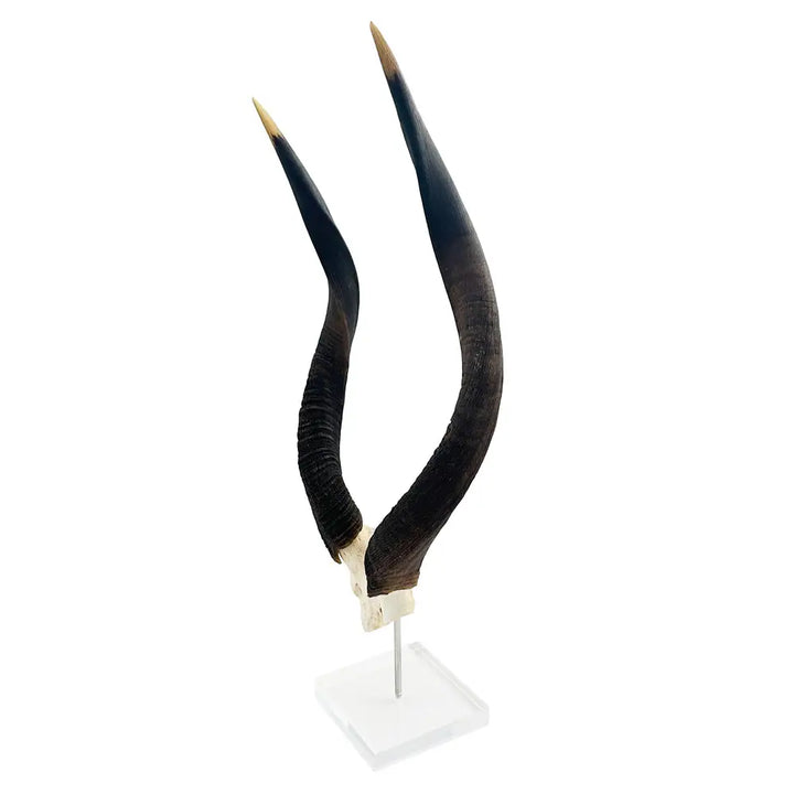 HORN ON LUCITE STAND AFRICAN NYALA