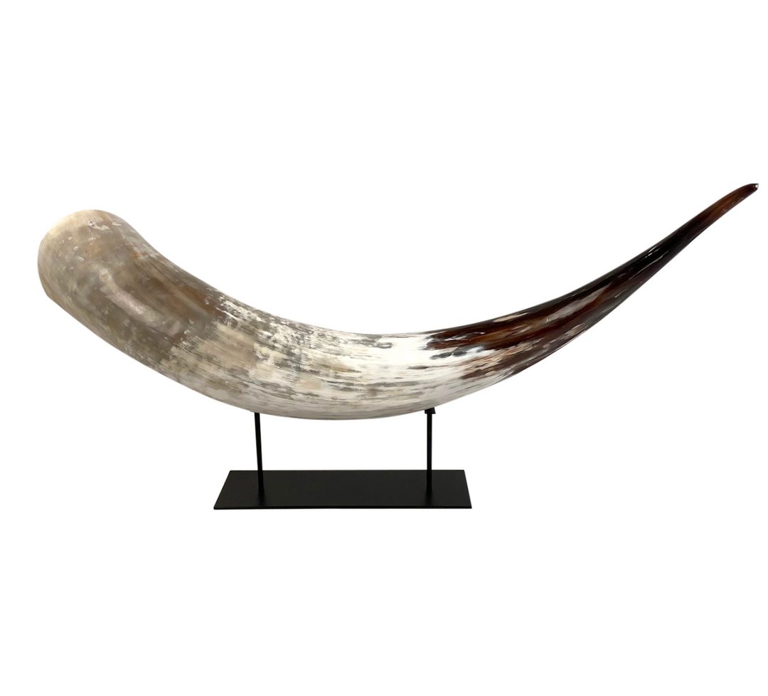 HORN CATTLE WITH BROWN TIP