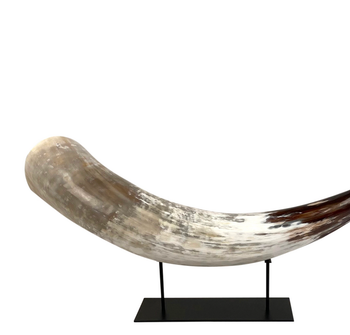 HORN CATTLE WITH BROWN TIP