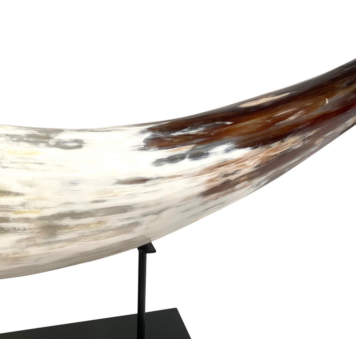 HORN CATTLE WITH BROWN TIP