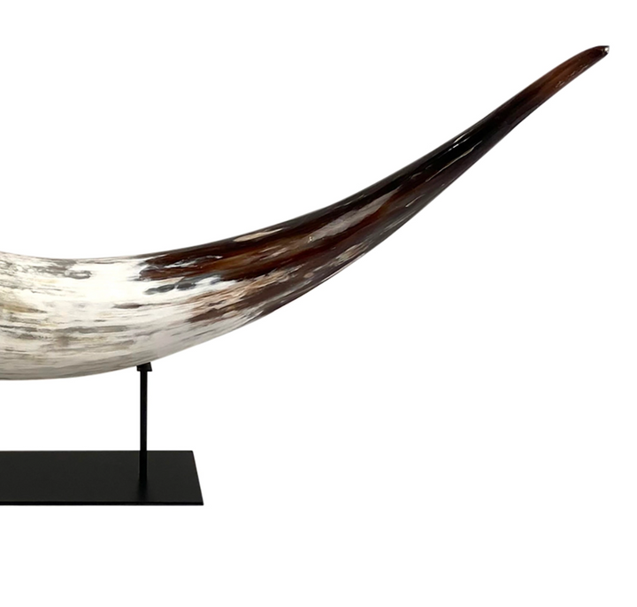 HORN CATTLE WITH BROWN TIP