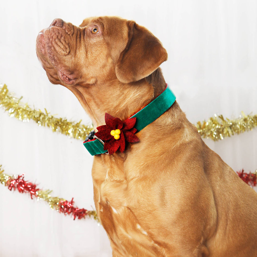 DOG COLLAR FLOWER POINSETTIA