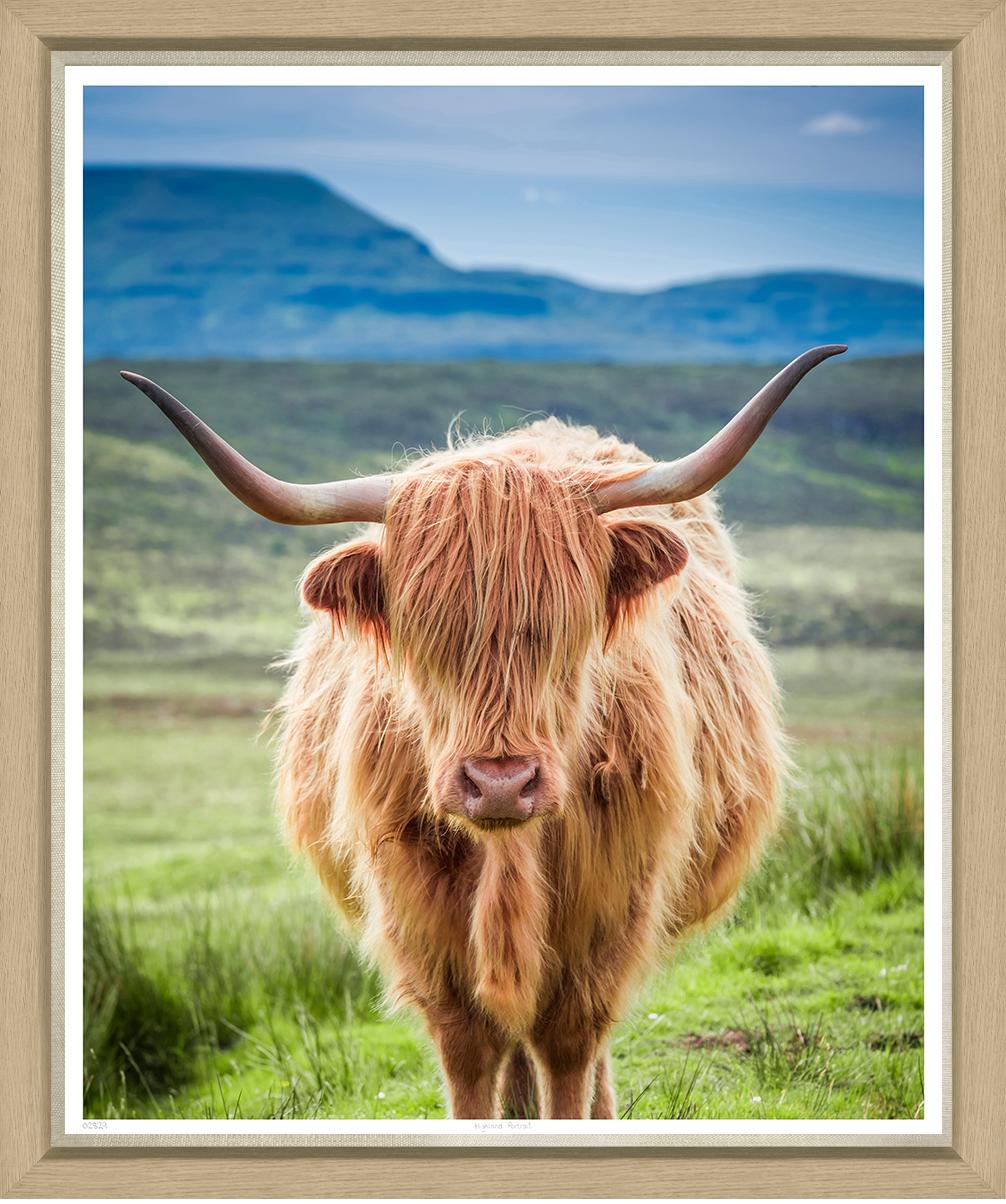 ART HIGHLAND COW 43x50