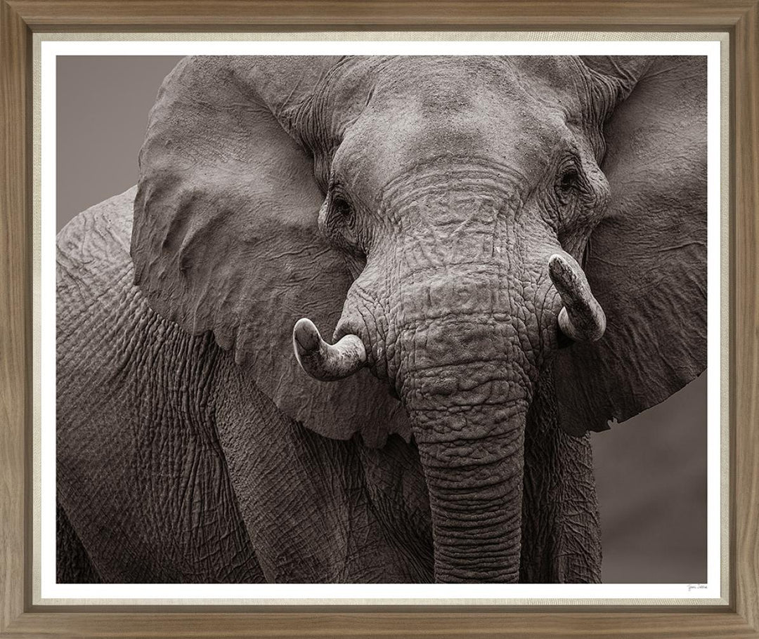 ART WILDLIFE PHOTOGRAPHY 50X43