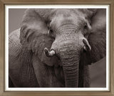 ART WILDLIFE PHOTOGRAPHY 50X43