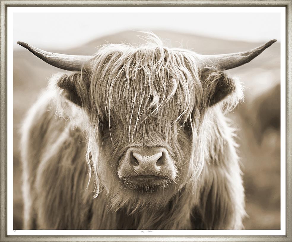 ART HIGHLAND COW 19x23