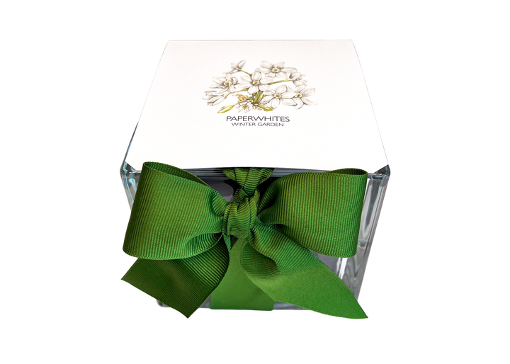 PAPERWHITES WINTER GARDEN