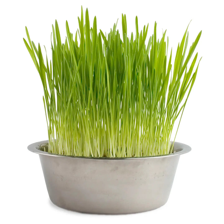 PET BOWL DOG GRASS