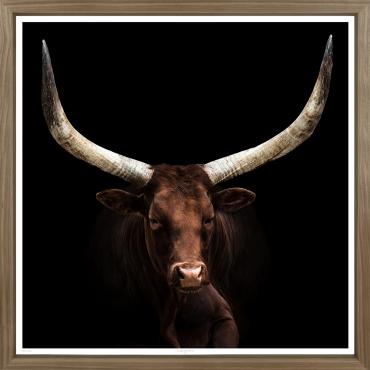 ART LONG HORNS 38X38
