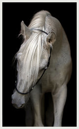 ART WHITE HORSE 49X81